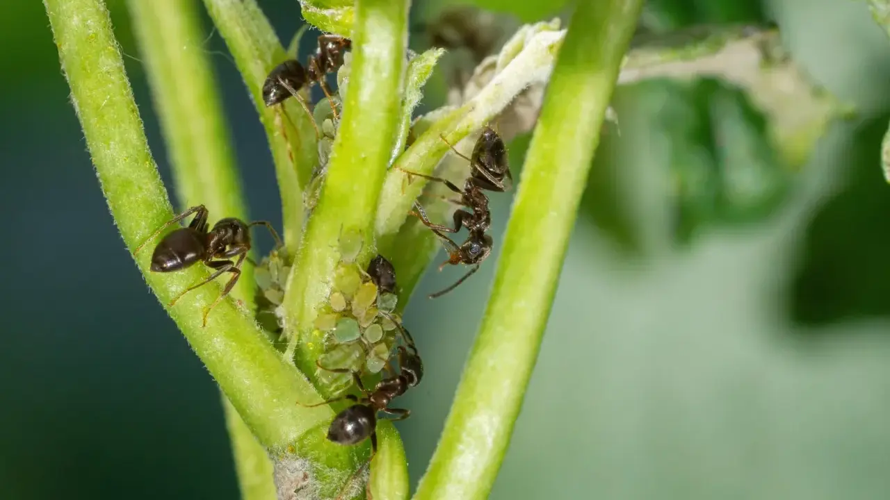 Des fourmis dans le jardin, une scène qui rappelle la recette de grand-mère pour un potager sain.