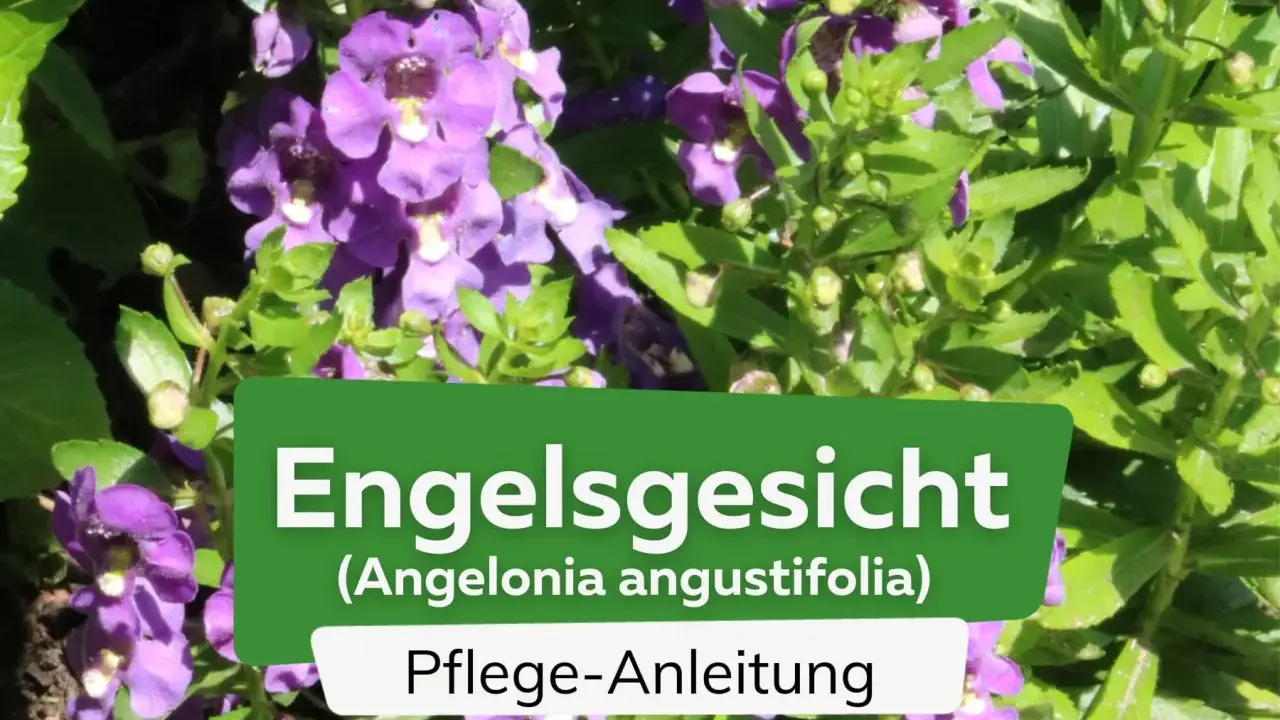 Die **Pflanze Engelsgesicht** (Angelonia angustifolia) mit ihren lila Blüten und grünen Blättern, daneben eine Pflegeanleitung.