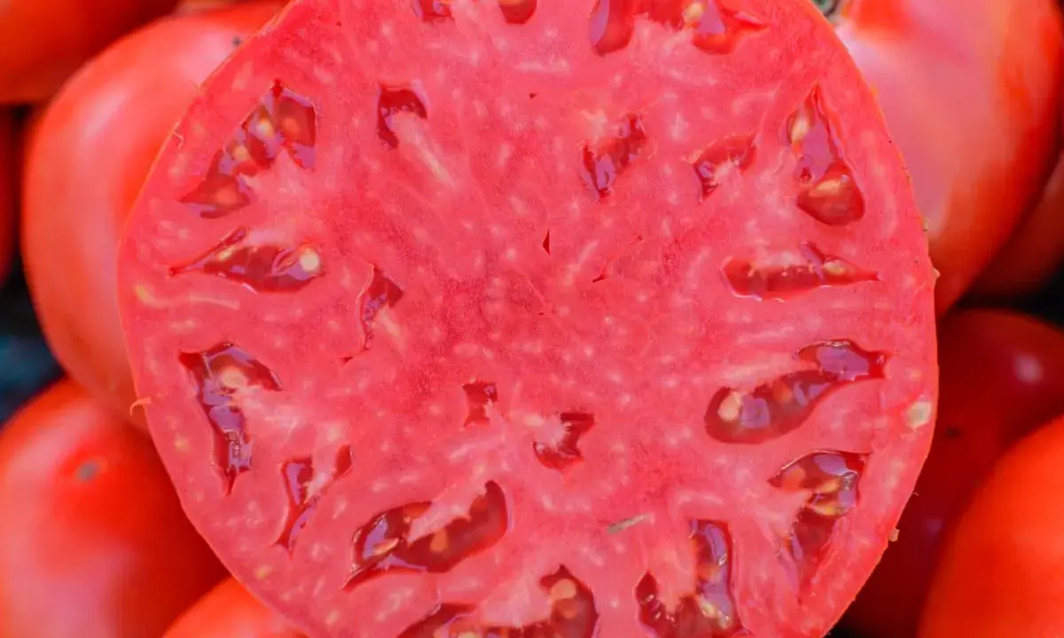 Przekrojony na pół, soczysty pomidor, ukazujący swoje wnętrze pełne nasion. To z pewnością jedna z najsmaczniejszych odmian pomidorów, idealna do sałatek.
