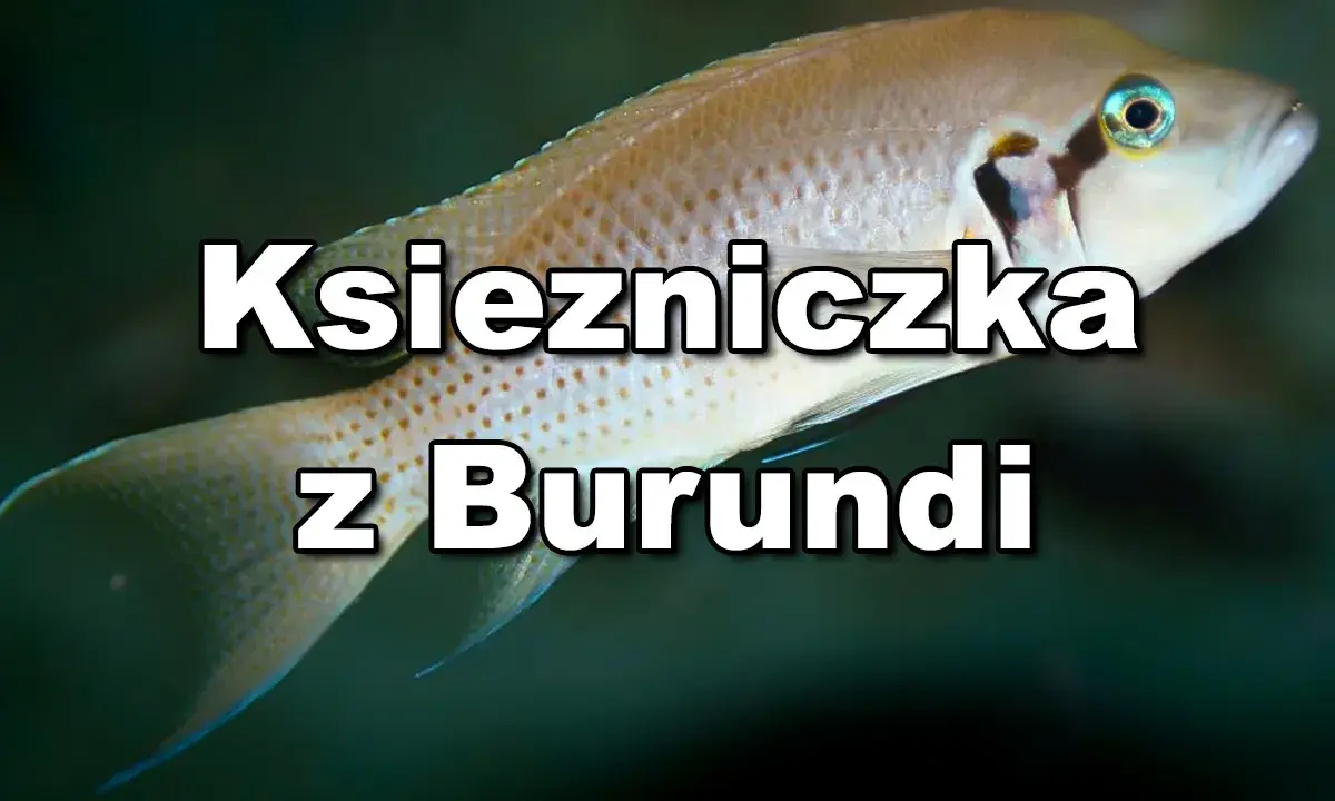 Jasnozłota ryba, księżniczka z Burundi, pływa w ciemnych wodach.