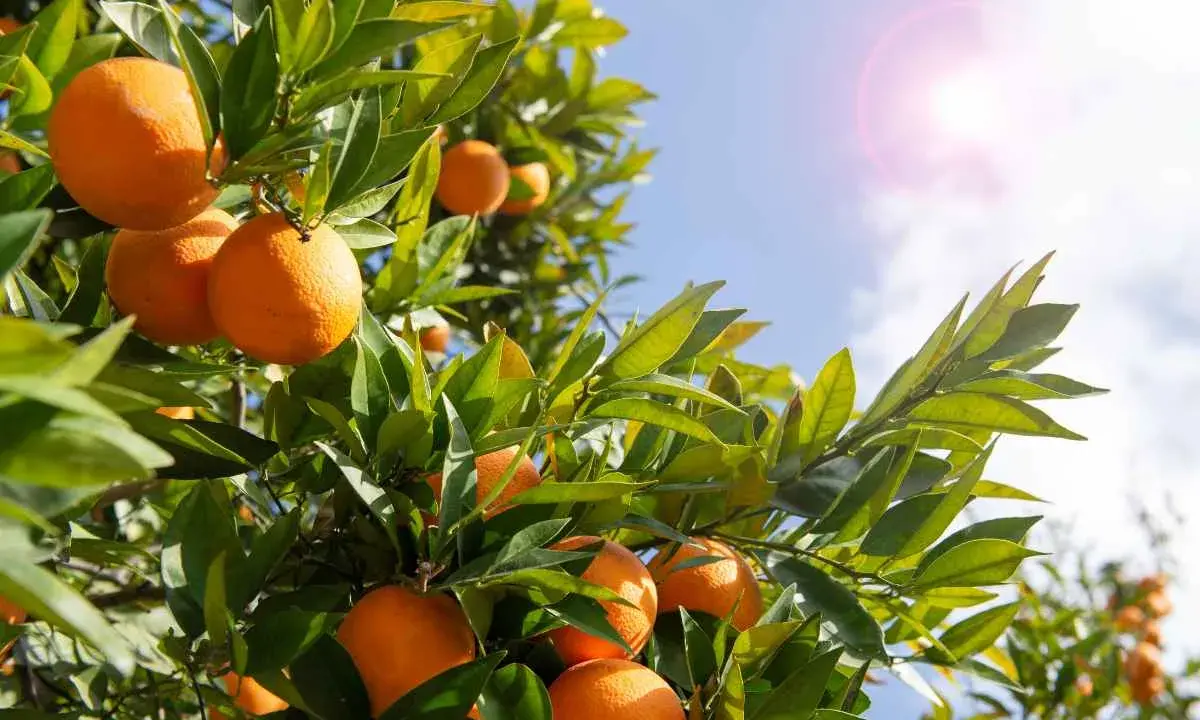 Oranger du Mexique en pot, ses fruits mûrs brillent sous le soleil.
