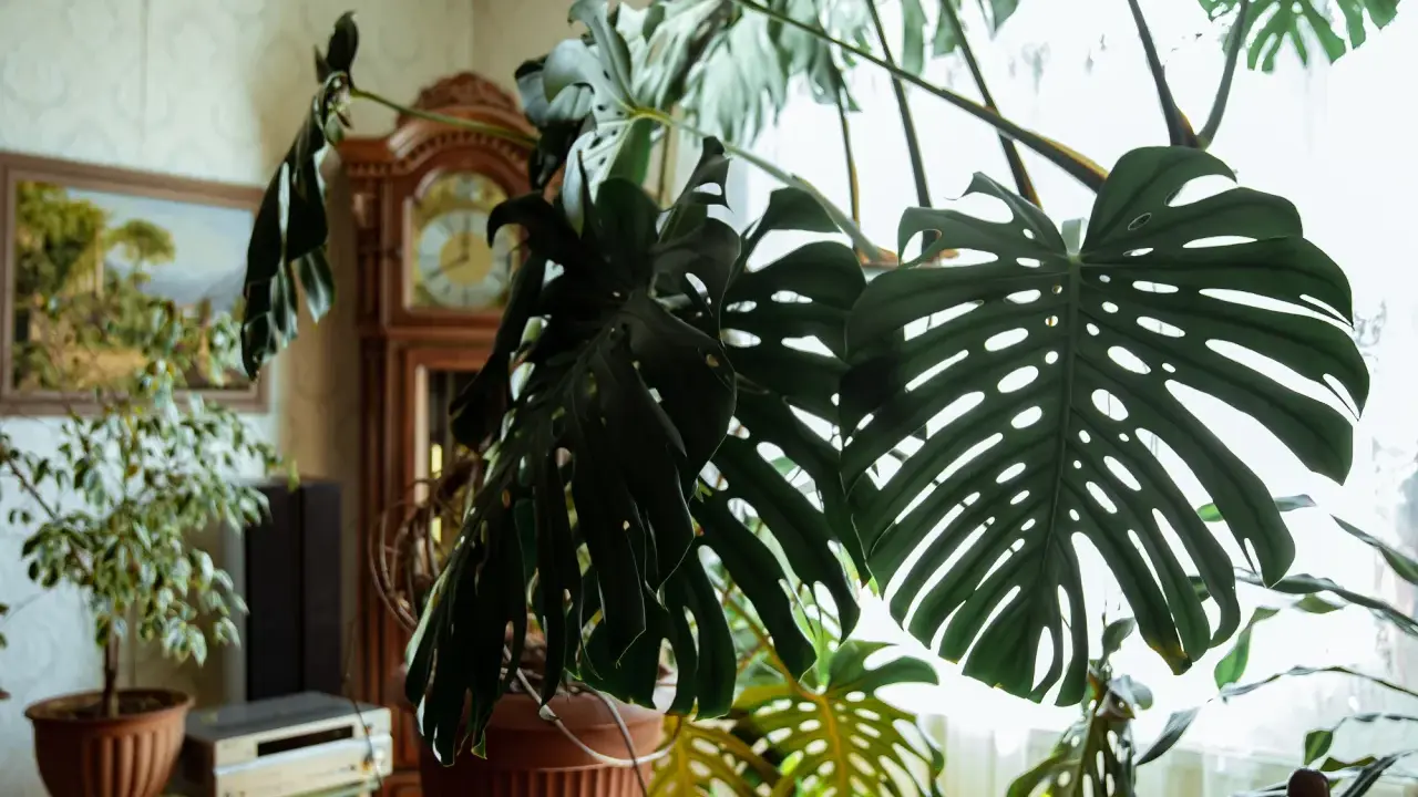 Duża, zielona monstera z charakterystycznymi liśćmi, w tle zegar stojący i obraz. Wskazówki, jak dbać o monsterę, by pięknie rosła.
