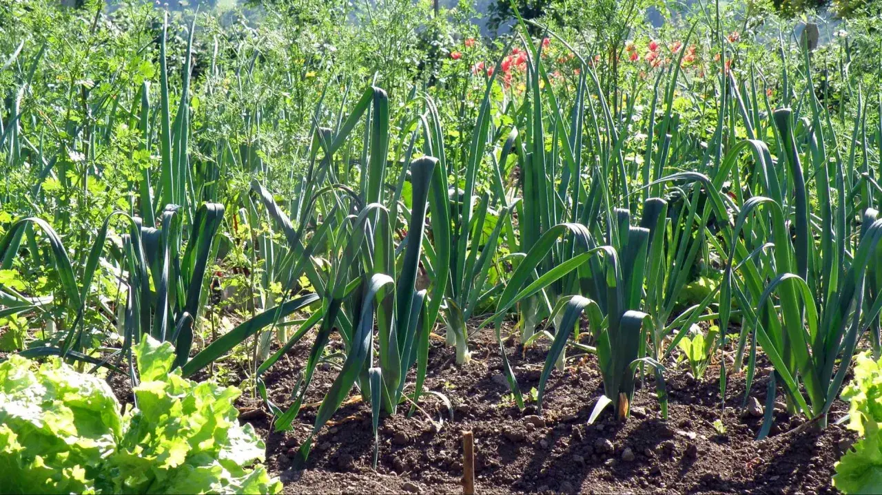 Un potager ensoleillé où l'on peut voir des rangées de poireaux prêts à être récoltés, avec de la laitue au premier plan.