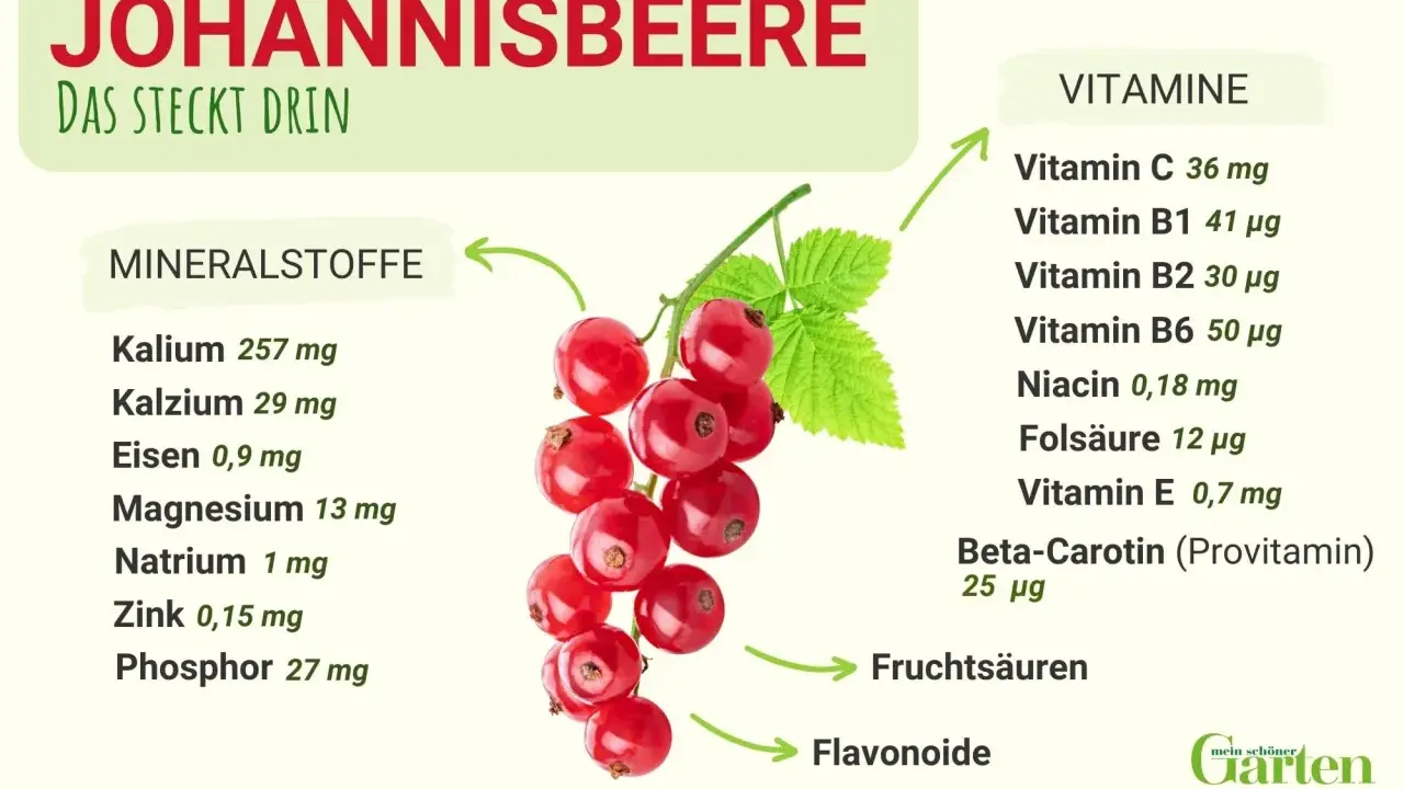 Rote Johannisbeeren sind gesund und reich an Vitaminen und Mineralstoffen. Sie enthalten Vitamin C, B-Vitamine, Kalium und Eisen.