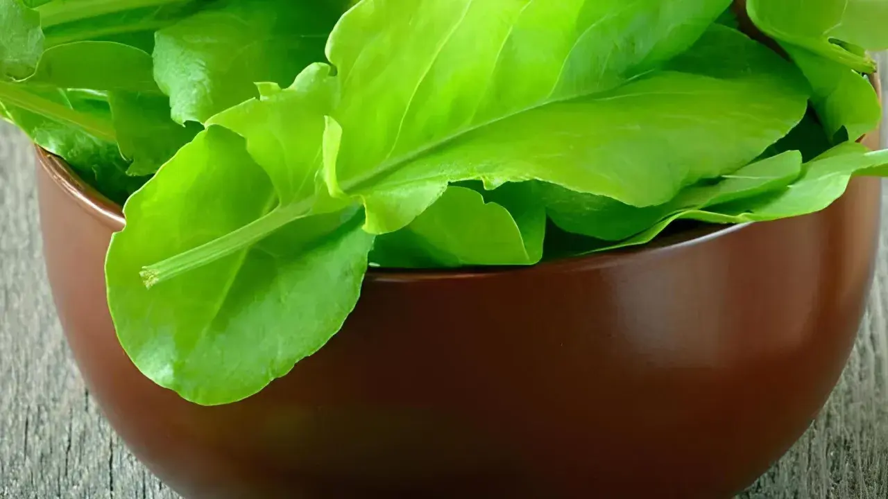 Frische, grüne Sauerampferblätter in einer braunen Schale. Dieses Kraut ist bekannt dafür, dass Sauerampfer gesund ist und viele Vitamine enthält.