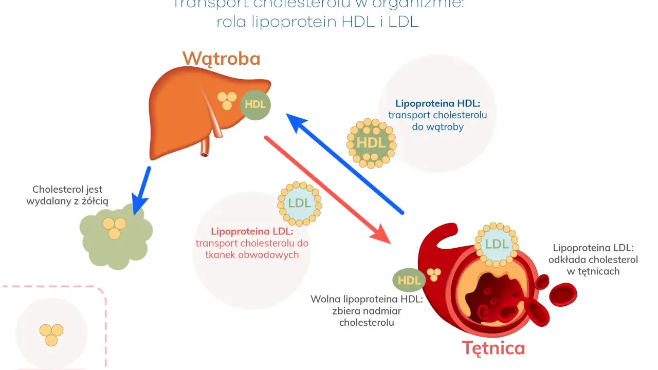 Podwyższony HDL: Kiedy "dobry cholesterol" nie jest idealny?