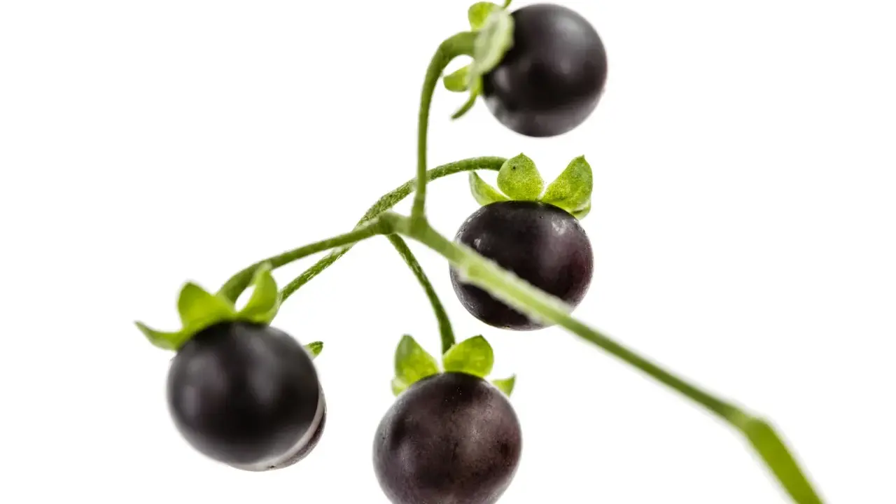 Grappe de petites tomates noires, ressemblant à des baies, sur une tige verte. On dirait une tomate chien, mais attention, elle est toxique !