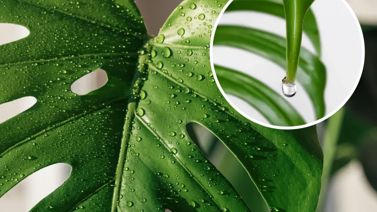 Kiedy monstera płacze, krople rosy lśnią na jej liściach. W zbliżeniu widać, jak jedna łza spływa z końca liścia.