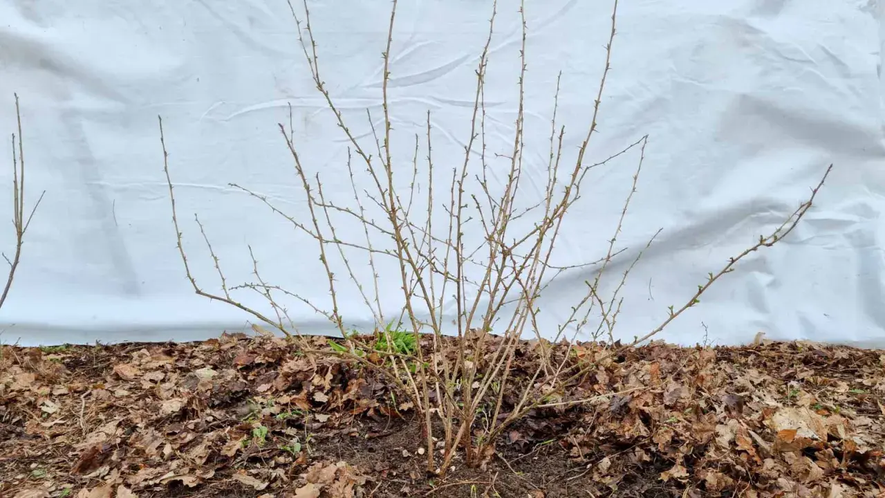 Ein stacheliger Strauch, bereit für das Stachelbeeren schneiden. Kleine Knospen zeigen den nahenden Frühling.