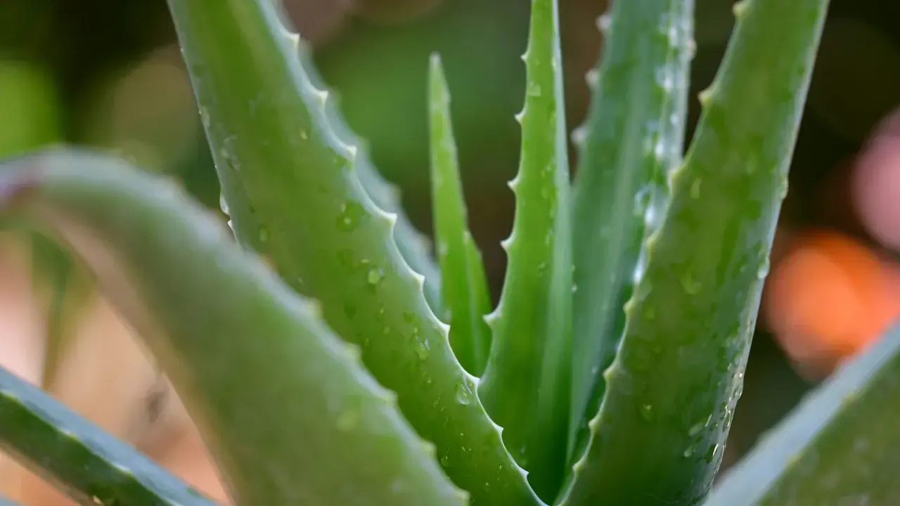 Zielone, soczyste liście aloesu z drobnymi kolcami po bokach. Woda na liściach sugeruje, jak rozpoznać aloes leczniczy po jego świeżości.