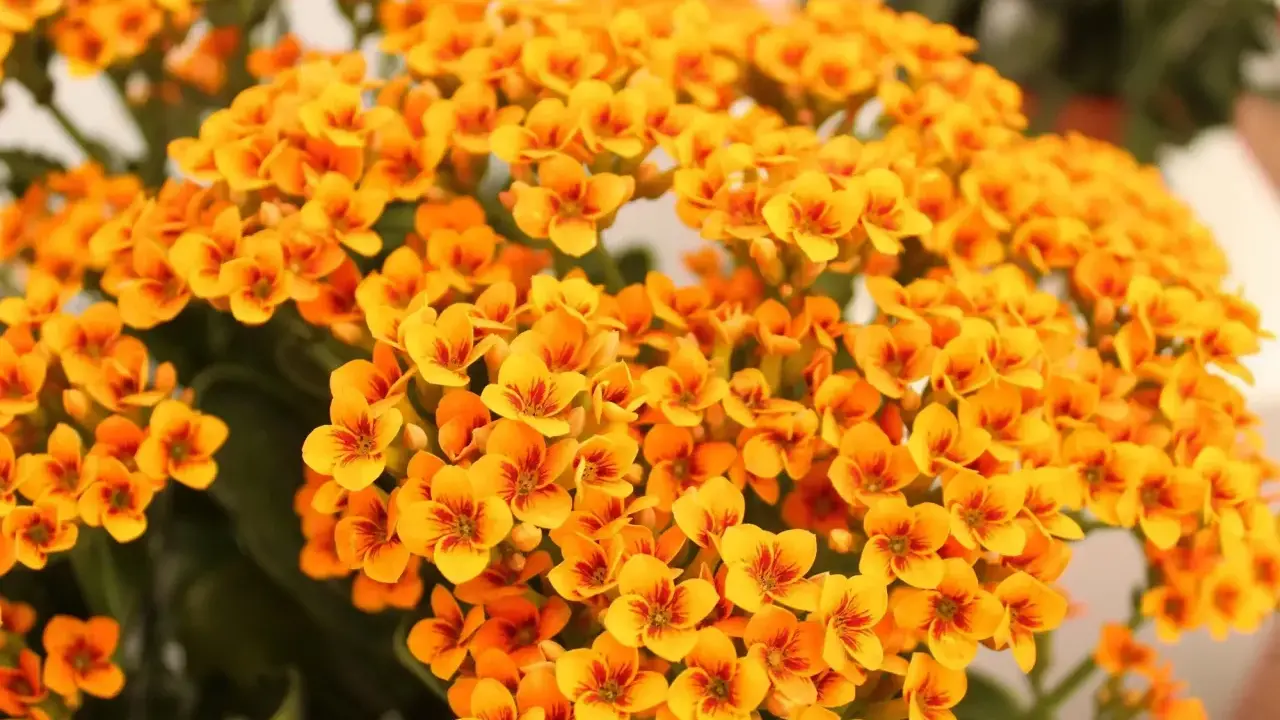 Gros plan sur des fleurs de kalanchoé orange vif, parfaites pour un entretien facile. Leurs petites fleurs en étoile apportent une touche de couleur éclatante.