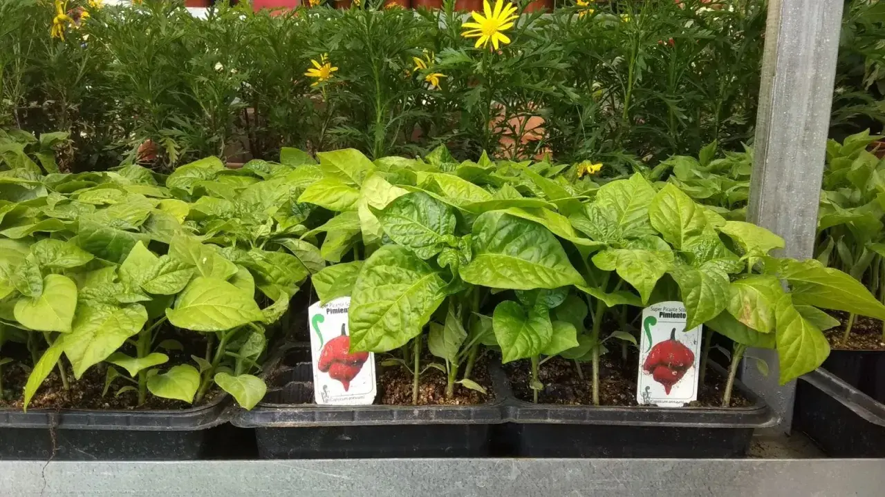 Plantones de pimiento listos para ser trasplantados. ¡Perfectos para lo que se siembra en mayo y disfrutar de picante en verano!