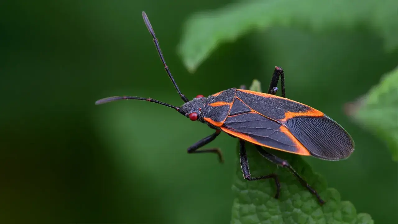 An orange bug with black spots, its wings patterned with orange lines, rests on a green leaf.