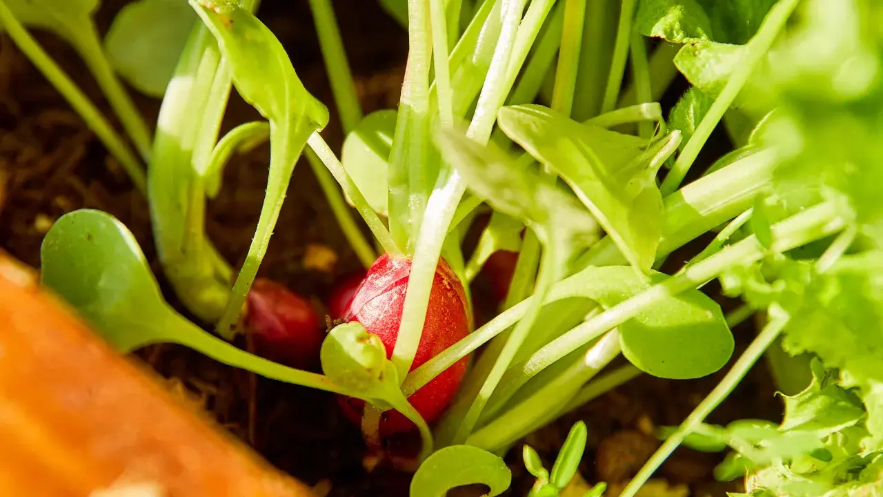 Un radis rouge commence à apparaître sous les feuilles vertes. Le moment idéal pour savoir quand cueillir radis est proche.