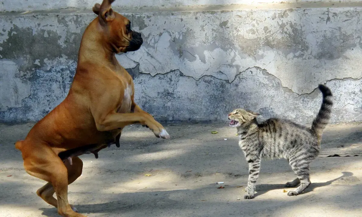 Un boxer si alza sulle zampe posteriori, pronto a combatti o fuggi, mentre un gatto tigrato sibilante si prepara a difendersi.