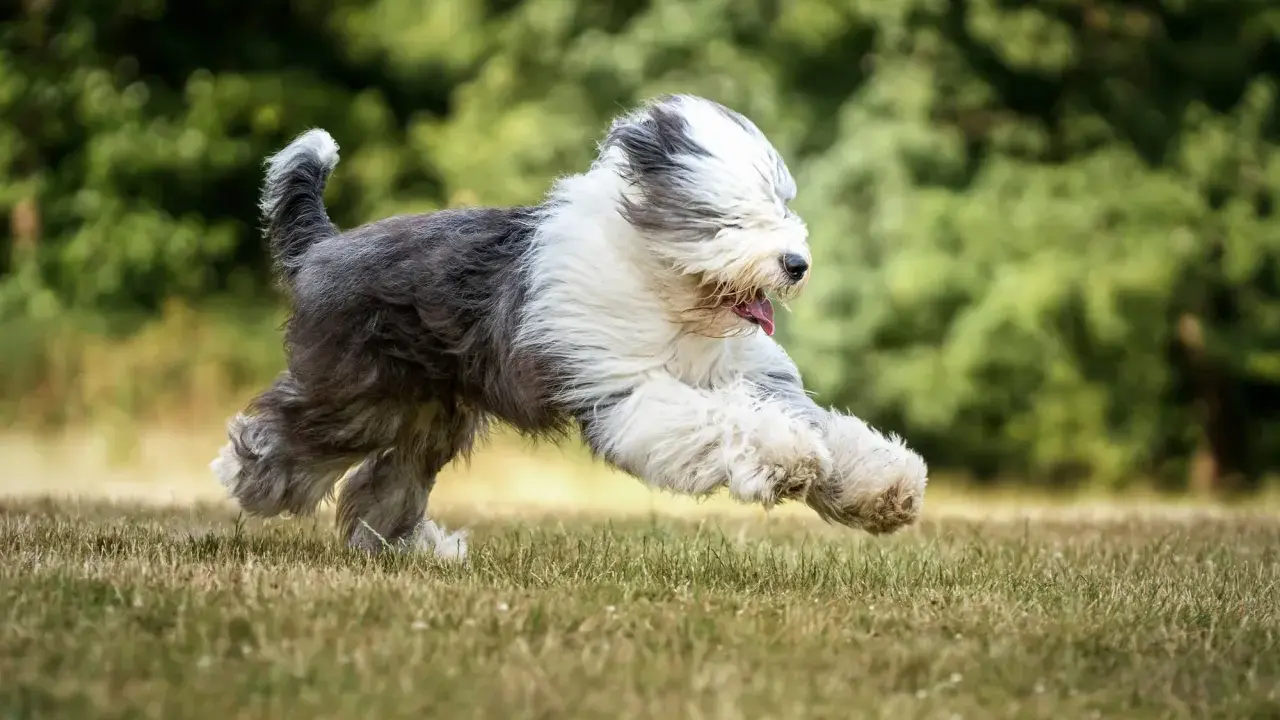 Un bobtail chien, tout en poils, court à toute vitesse dans l'herbe, la langue pendante, le bonheur à l'état pur.