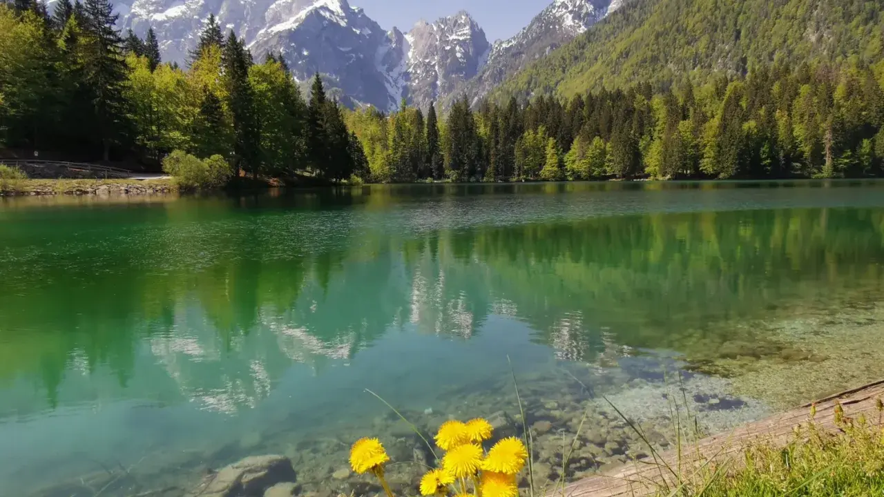 Lago alpino con riflessi di montagne innevate e boschi verdi, fiori gialli in primo piano. Un angolo di paradiso in montagna Friuli Venezia Giulia.