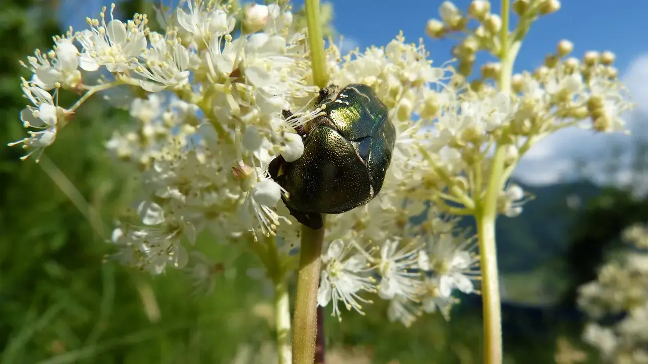 Un scarabée vert métallique se repose sur une fleur de reine des prés.