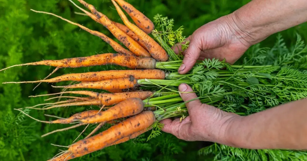 Mains tenant une botte de carottes fraîchement cueillies, la terre encore sur leurs racines. La récolte carotte est une belle récompense.
