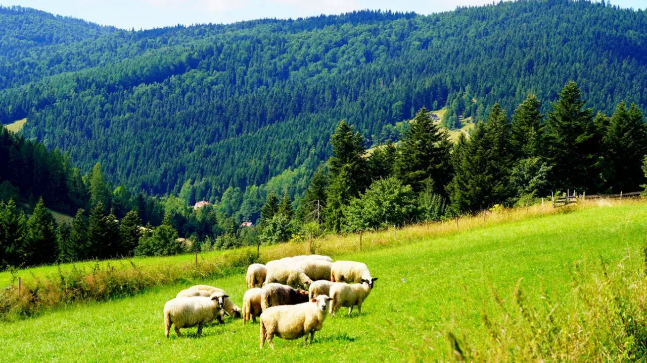 Stado owiec na zielonym zboczu, w tle gęsty las i góry. Gorce atrakcje dla miłośników przyrody i spokoju.