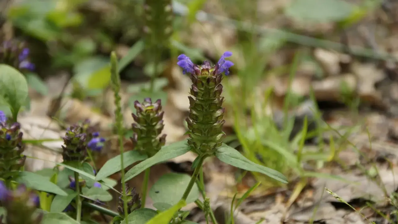 Kleine braune Blütenköpfe mit lila Akzenten, die auf die kleine Braunelle und ihre Heilwirkung hinweisen.