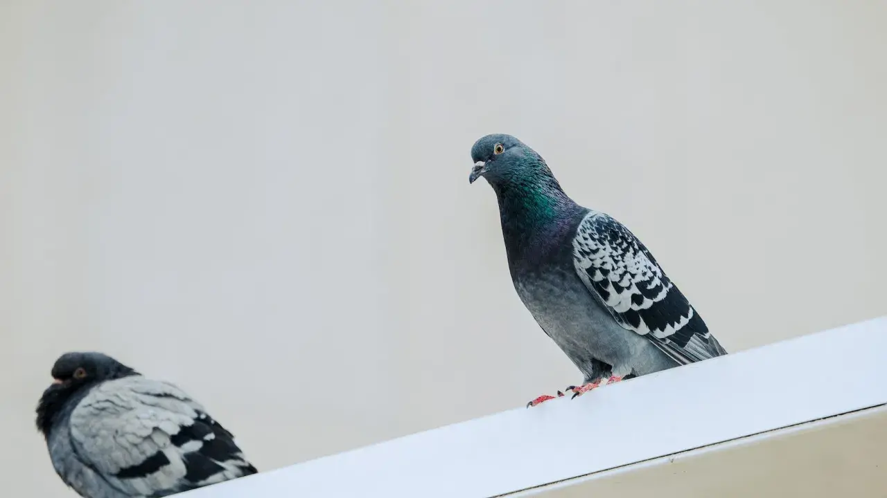 Dos palomas posadas en una cornisa blanca. Quizás busques cómo ahuyentar tortolas para que no se posen aquí.