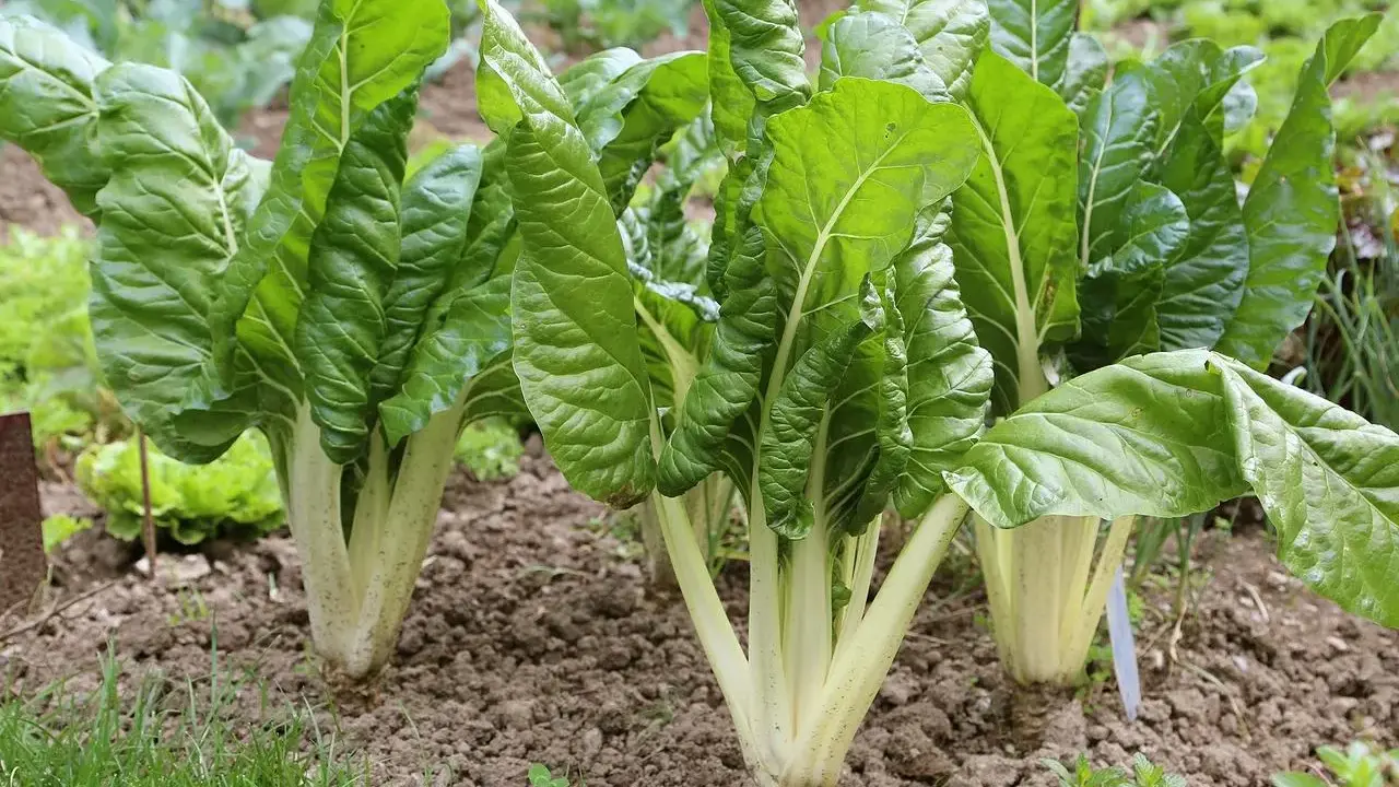 Plantes de blettes aux larges feuilles vertes, bien établies dans un potager. La culture des blettes prospère dans ce sol fertile.
