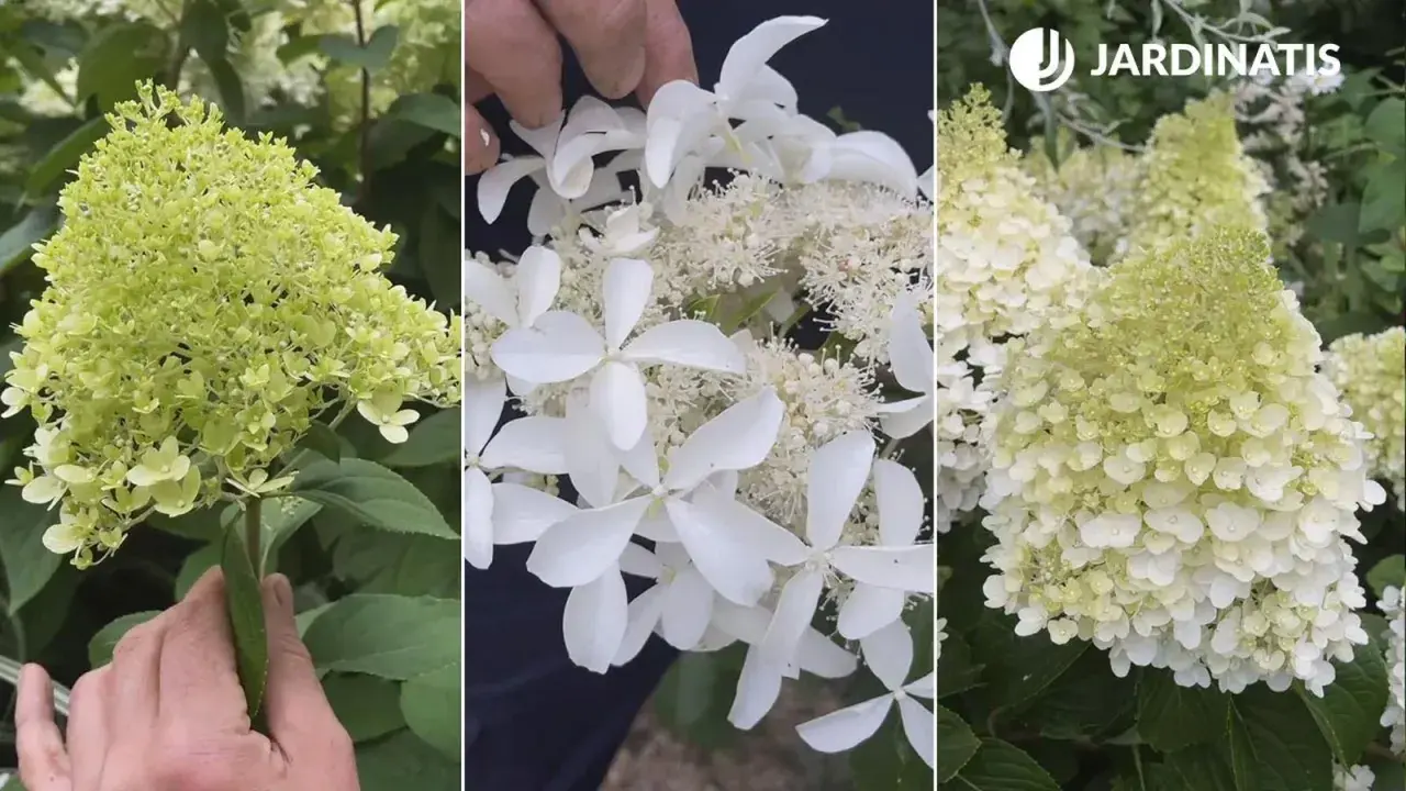 Detalle de racimos de hortensias blancas, algunas aún verdes, otras en plena floración, mostrando su delicada belleza.