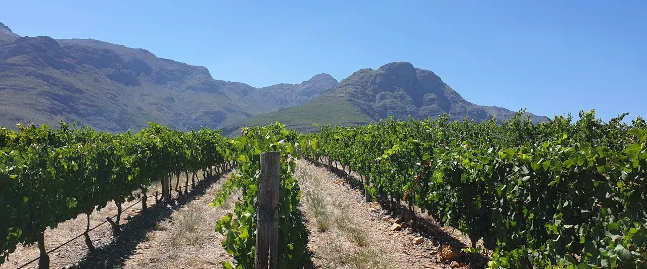 Reife Chenin Blanc Trauben unter blauem Himmel, bereit für die Weinlese. Der Geschmack verspricht Frische und Fruchtigkeit.