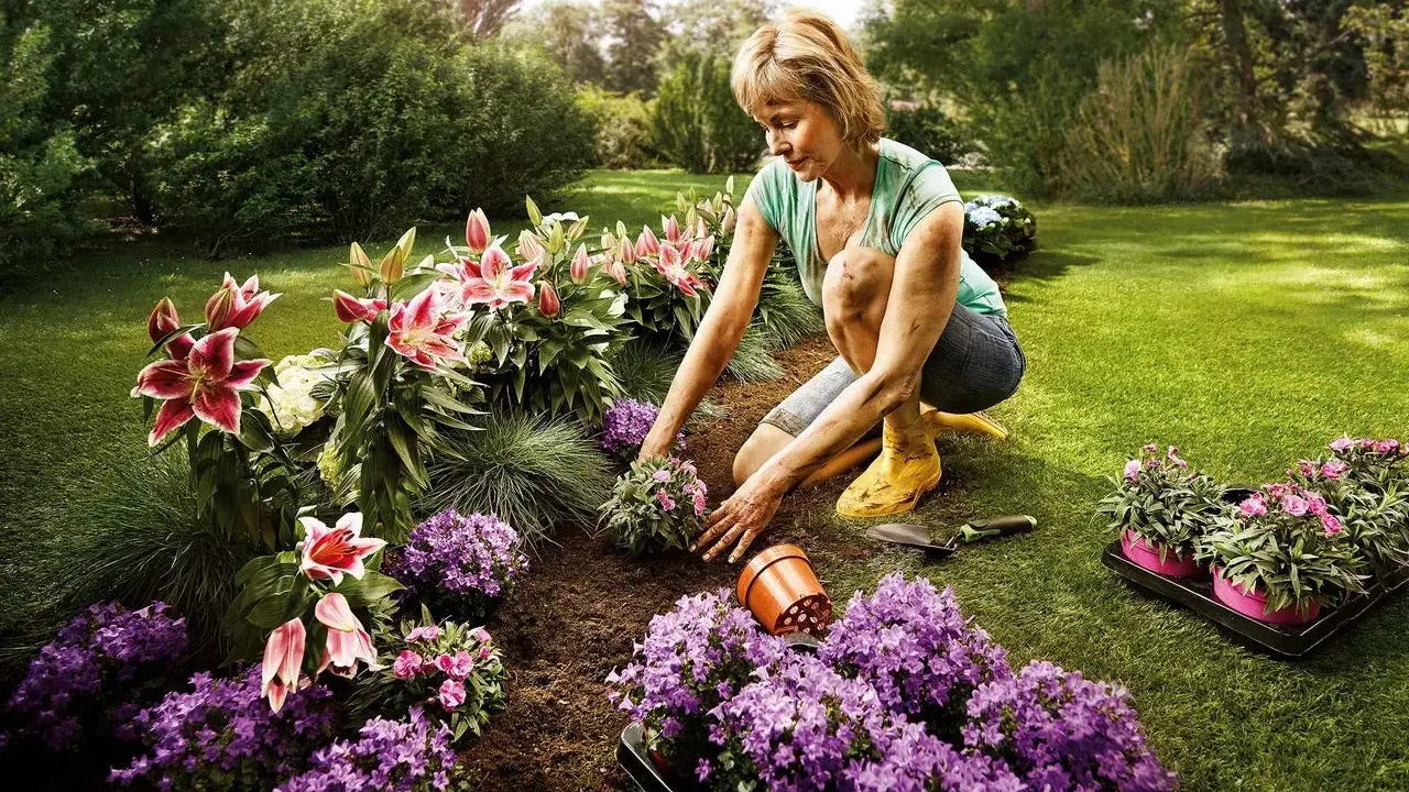 Une femme plante des fleurs dans un jardin luxuriant. Une belle idée parterre de fleurs avec des lys roses et des campanules violettes.