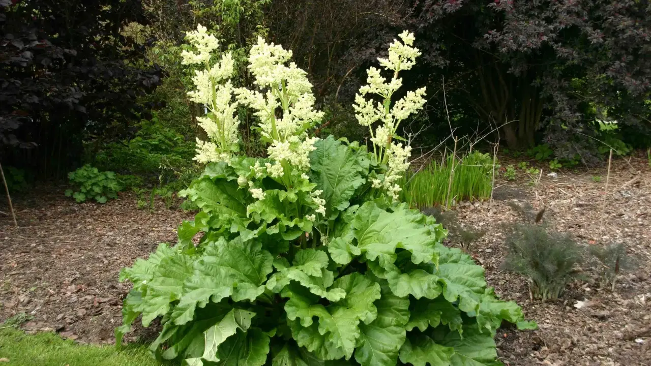 Gros plan sur une plante de rhubarbe avec de grandes feuilles vertes et des panicules de fleur de rhubarbe blanches et aériennes.