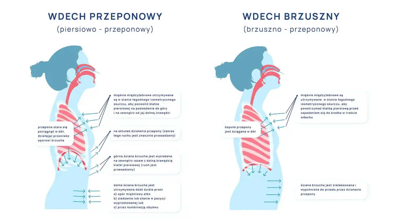Ilustracja pokazuje dwa rodzaje wdechu: piersiowo-przeponowy, gdzie przepona stara się pociągnąć w dół, oraz brzuszny, gdzie kopuła przepony jest ściągana w dół.