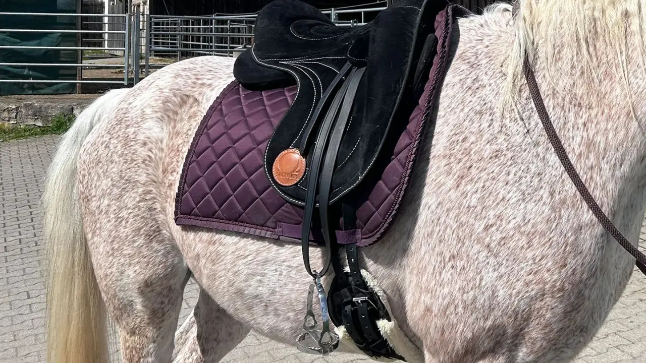 Ein geschecktes Pferd mit einem schwarzen Sattel und einer lila Schabracke. Tolle Signum Sattel Erfahrungen sind hier zu sehen.