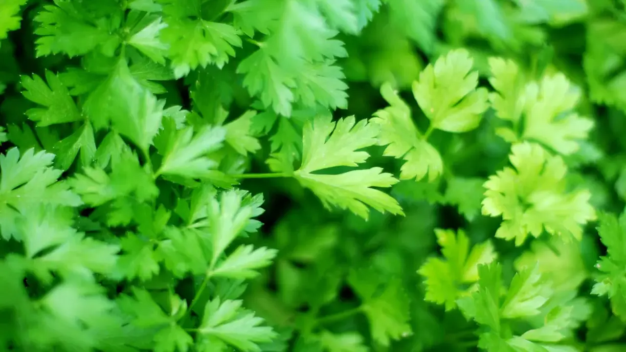 A lush, vibrant bed of freshly growing parsley, its frilly green leaves reaching towards the light.
