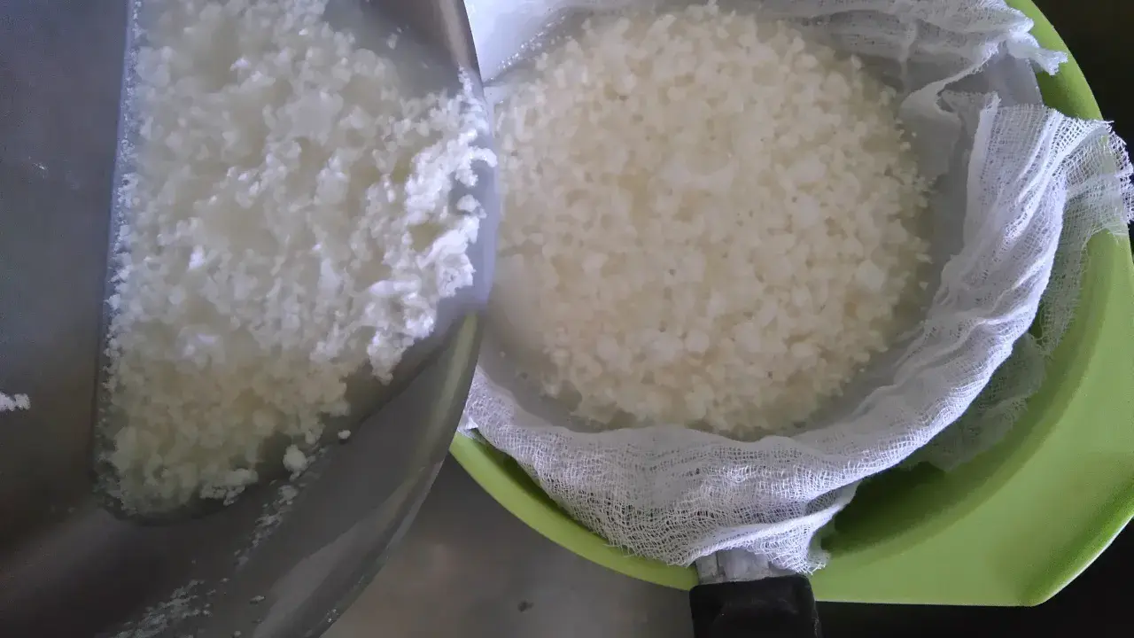Jak zrobić bryndzę z buncu? Domowy przepis krok po kroku
