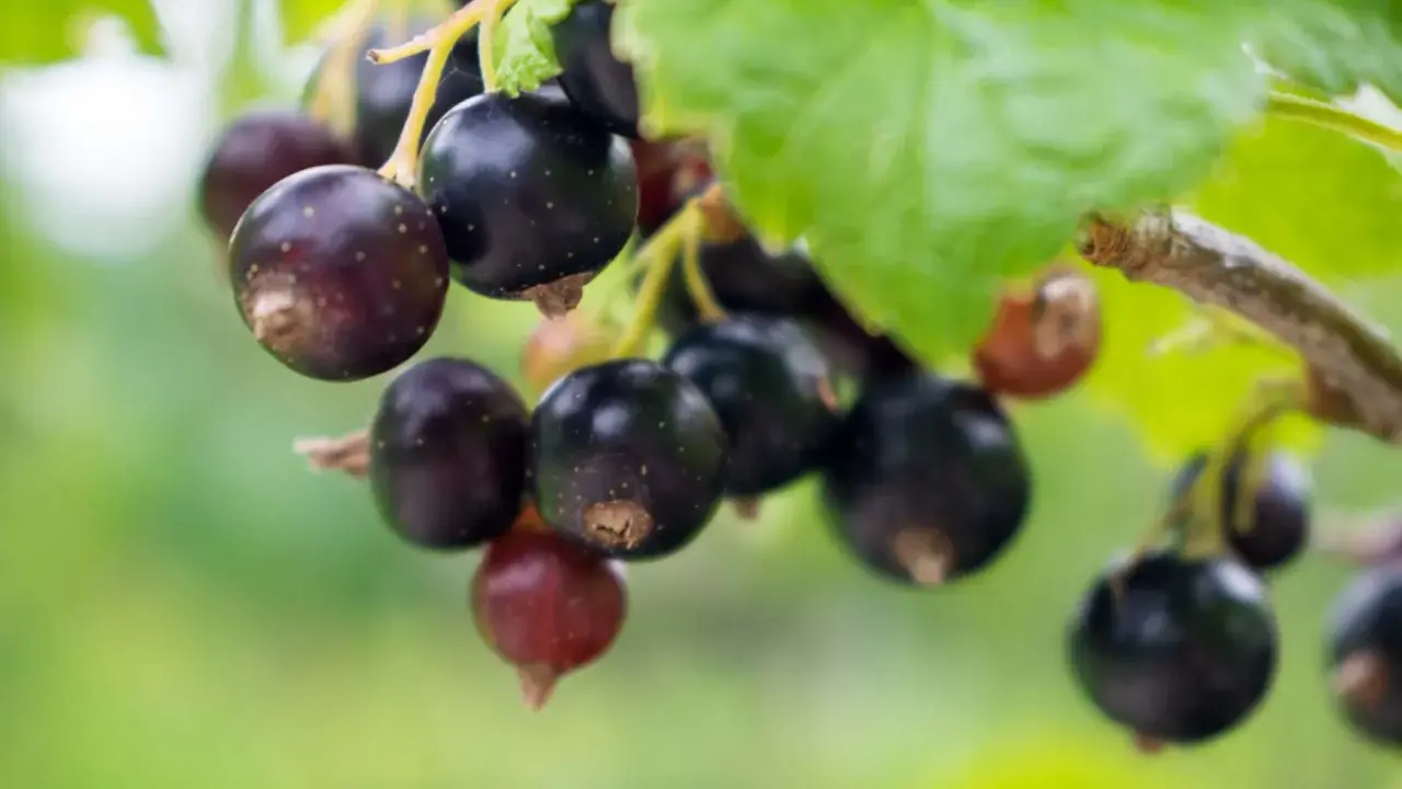 Reife Johannisbeeren hängen am Strauch, voller Vitamine und bereit zur Ernte.