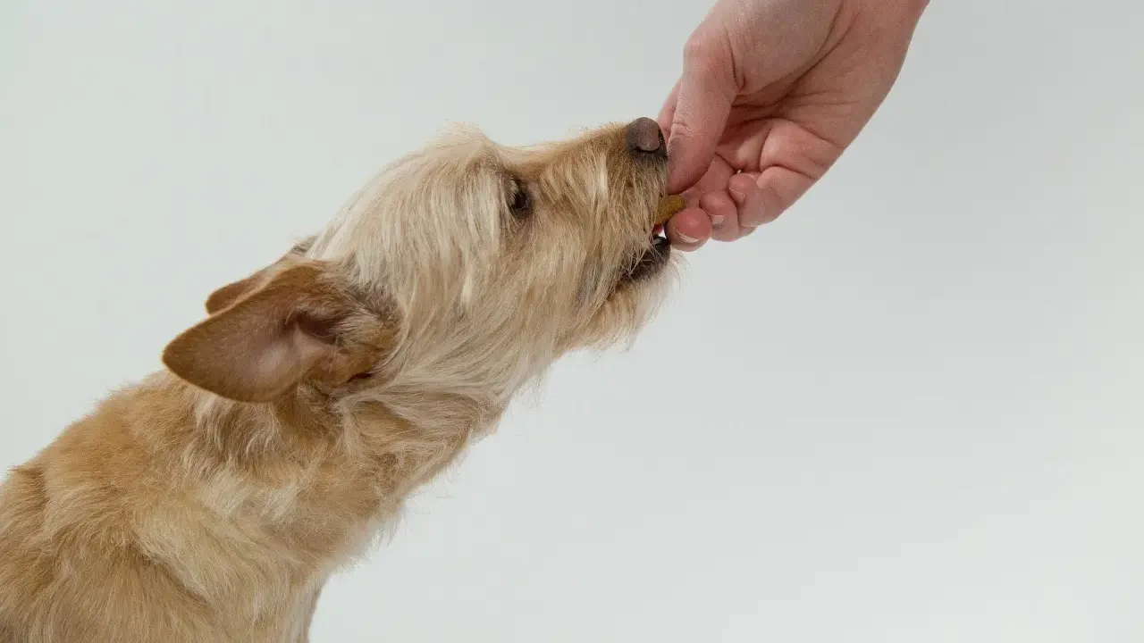 Un chien roux, aux poils mi-longs, prend une friandise dans la main d'une personne. Mon chien refuse de prendre ses médicaments, alors j'essaie avec une friandise.
