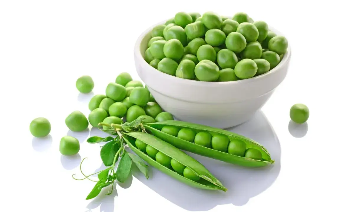 Des pois mange tout frais et verts, certains dans une écale ouverte, d'autres dans un bol blanc.