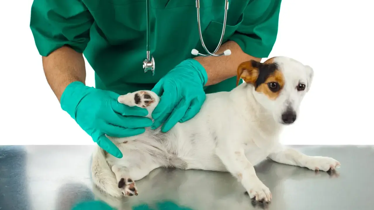 Vétérinaire examinant la patte d'un chien, possiblement pour un problème de ligament croisé.