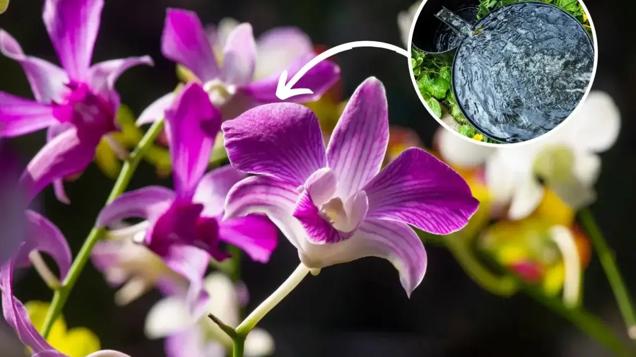 Piękne kwiaty dendrobium nobile, klucz do ich domowej uprawy to odpowiednie nawadnianie.