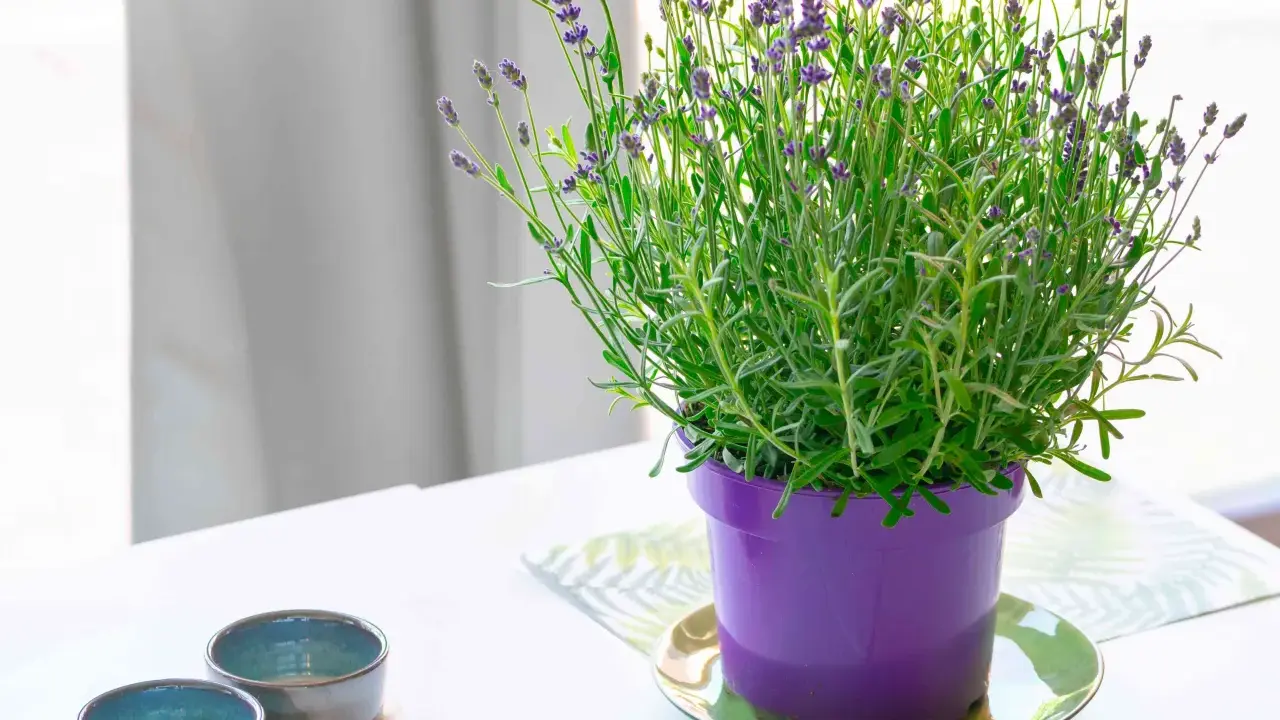 A vibrant lavender plant in a purple pot, showcasing its delicate purple blooms. This image hints at the simple joys of lavender plant care.