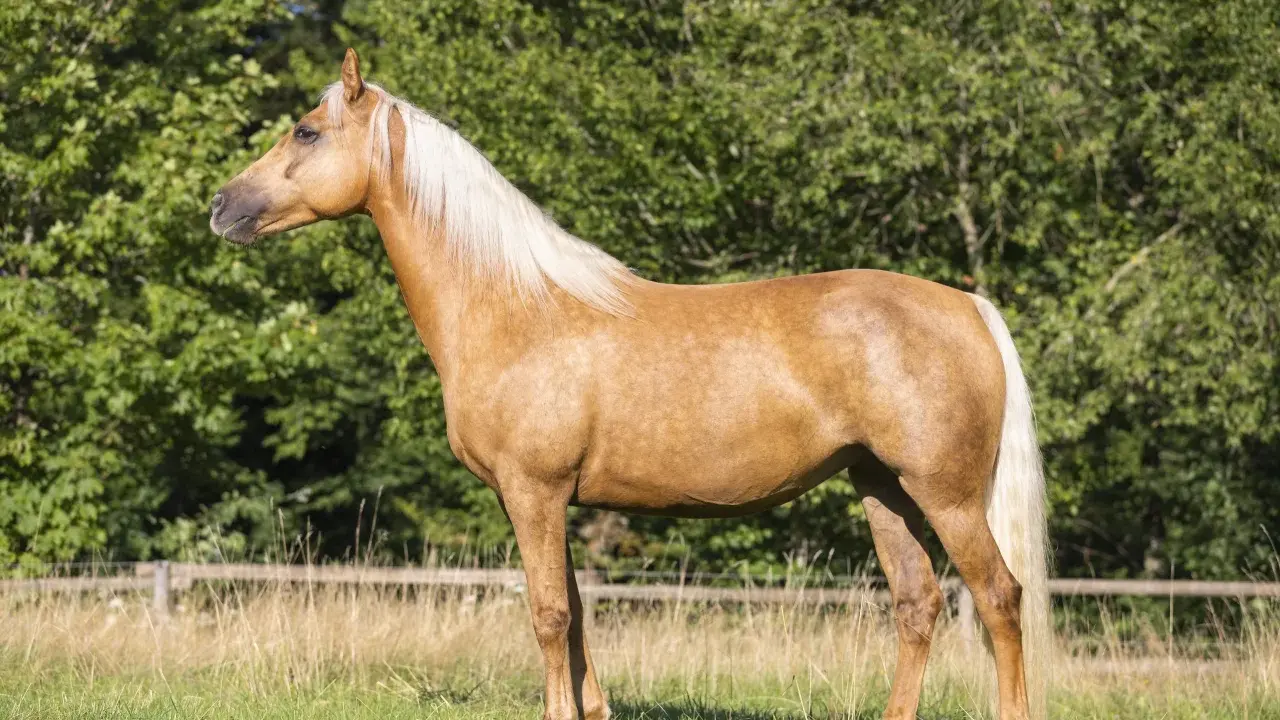 Ein prächtiges blondes Pferd mit heller Mähne steht auf einer grünen Wiese vor einem Baumhain.