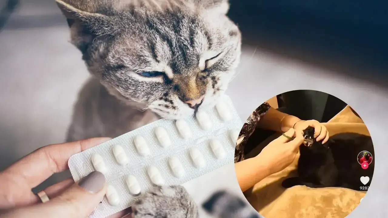 Walka o tabletkę z kotem: Śmiech gwarantowany! Dowcipy