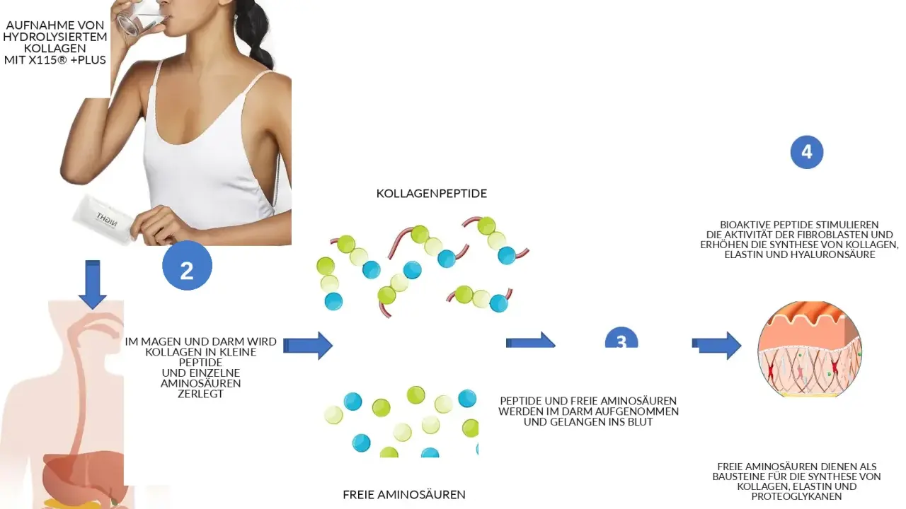 Frau trinkt kollagenhydrolysat. Es wird im Körper zu Peptiden und Aminosäuren zerlegt, die dann ins Blut gelangen und die Kollagensynthese fördern.