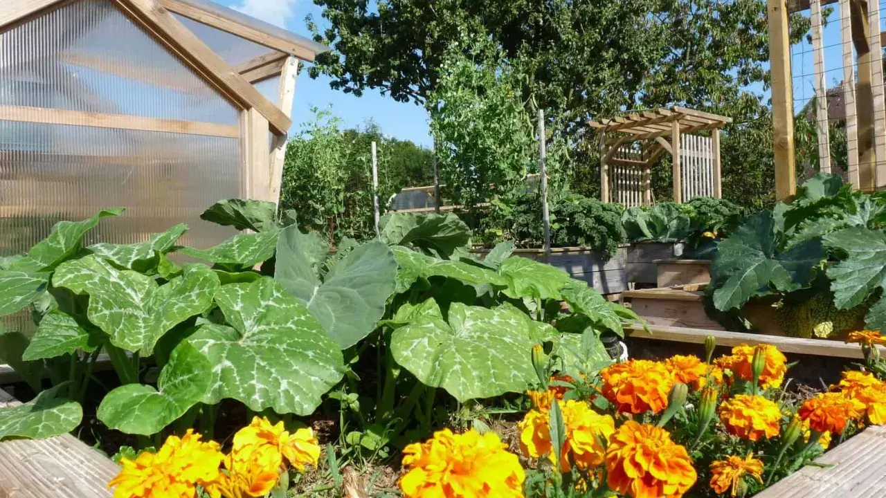 Un potager luxuriant avec des courges, des choux et des œillets d'Inde éclatants. Une serre en bois et une tonnelle complètent ce paysage verdoyant.