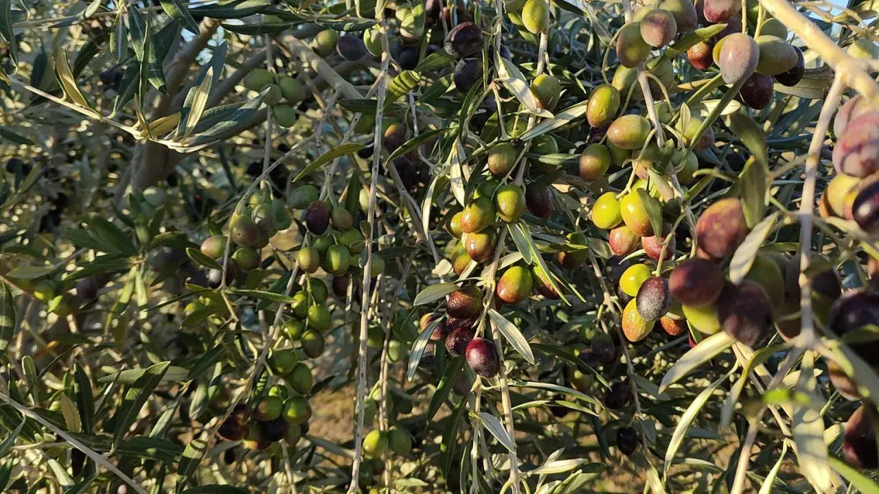 Un olivo cargado de aceitunas verdes y moradas, listas para la cosecha. Los olivos dan aceitunas todos los años, prometiendo aceite y sabor.