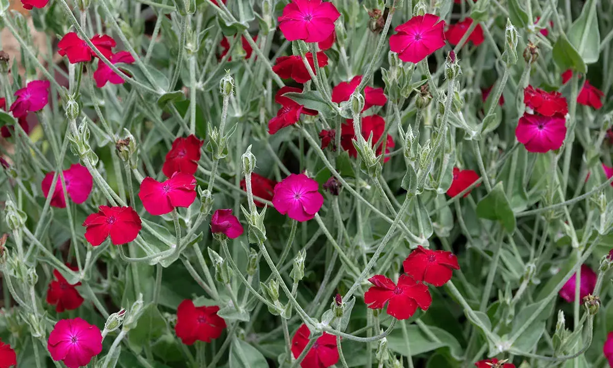 Coquelourde des jardins aux fleurs rouges et roses vives, sur un fond de feuillage gris-vert.