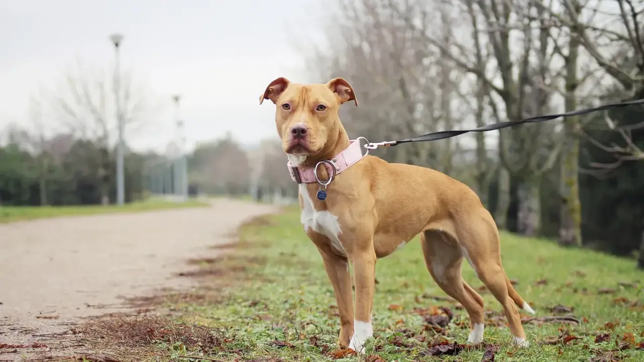 En ståtlig pitbull i Sverige, med en rosa halsband, står på en gräsmatta vid en grusväg.