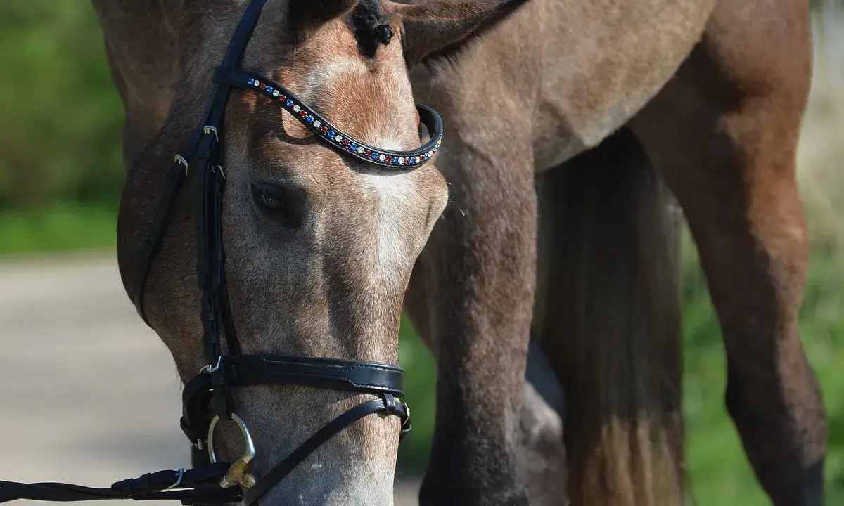 Ein Pferd mit einem geschmückten Zaumzeug, das zeigt, was ein Sattler mit Leder und Schmuck erschaffen kann.