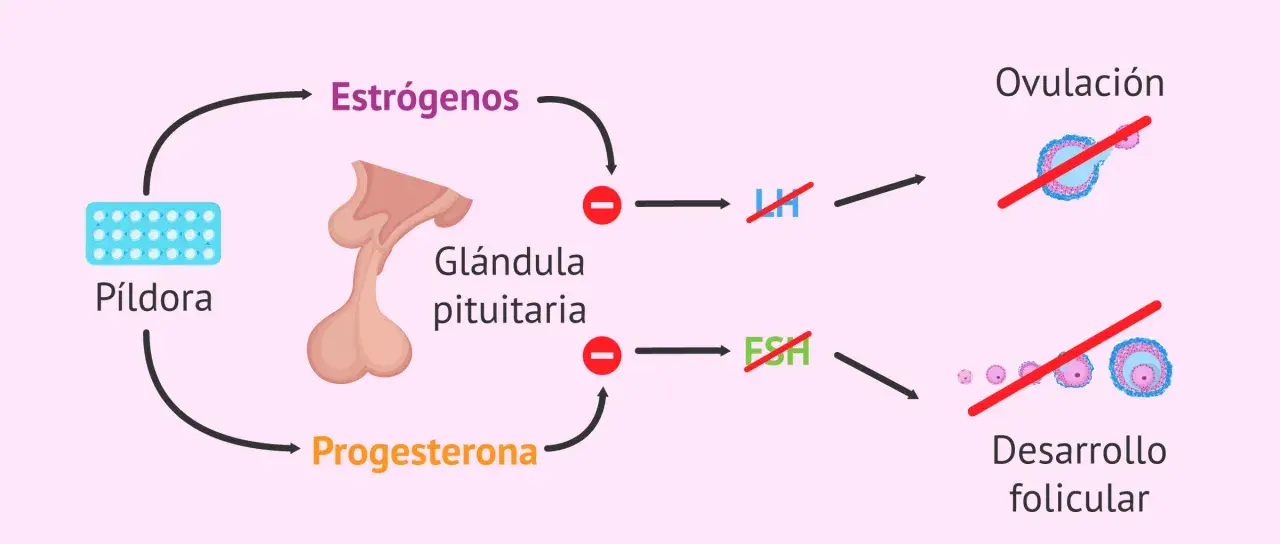 Diagrama explica cómo la píldora inhibe estrógenos y progesterona, afectando la ovulación y desarrollo folicular. Amenorrea como recuperar la regla.